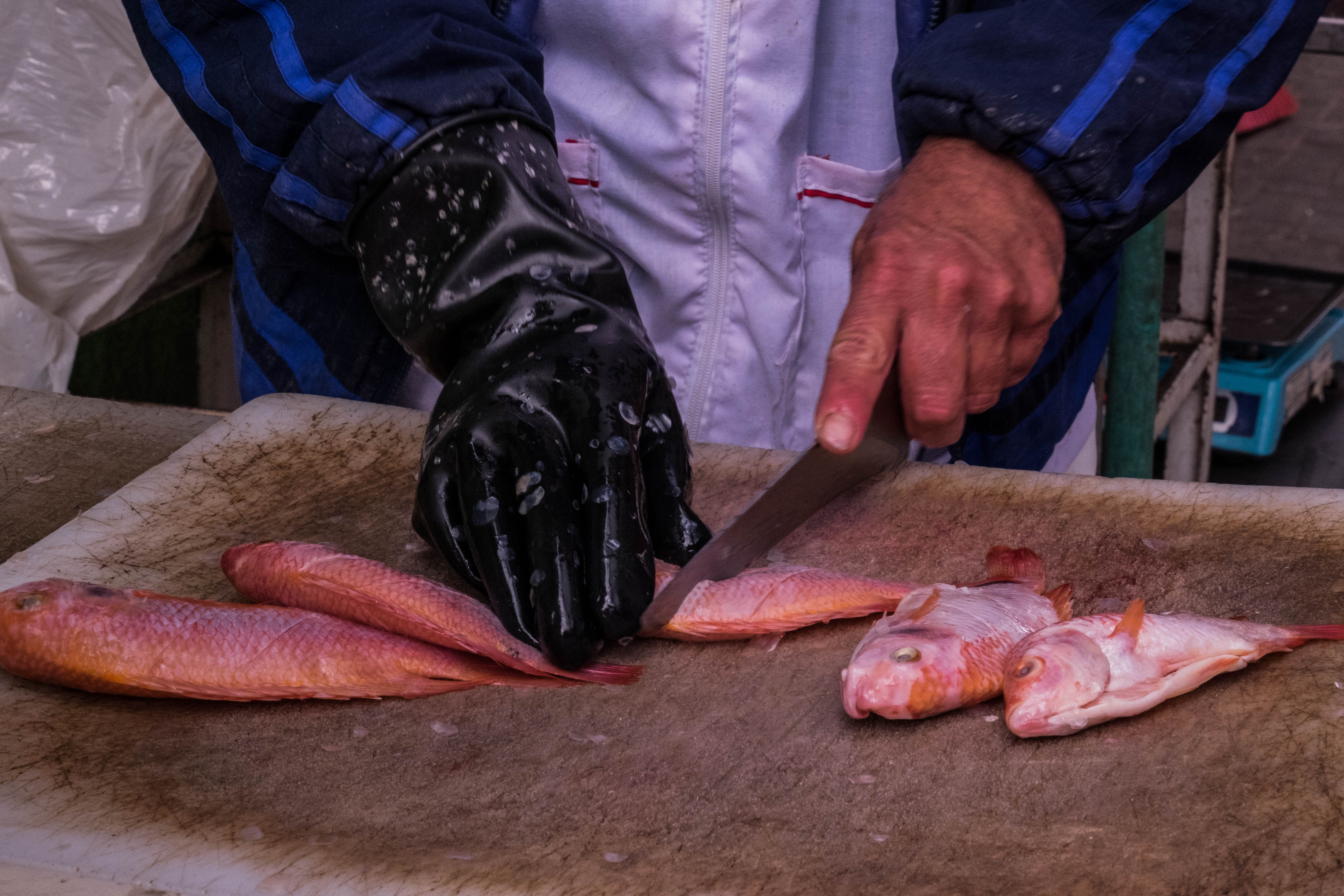 Imagen de apoyo de  Mojarras