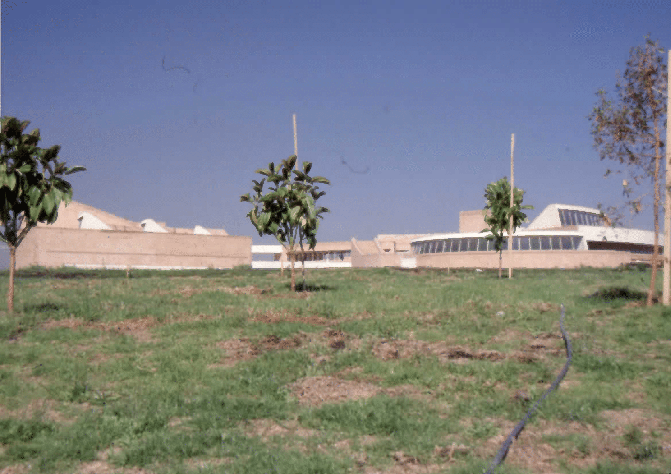 Imagen de apoyo de  Arbustos en el área exterior de la Biblioteca Pública Virgilio Barco. Fotografía 2