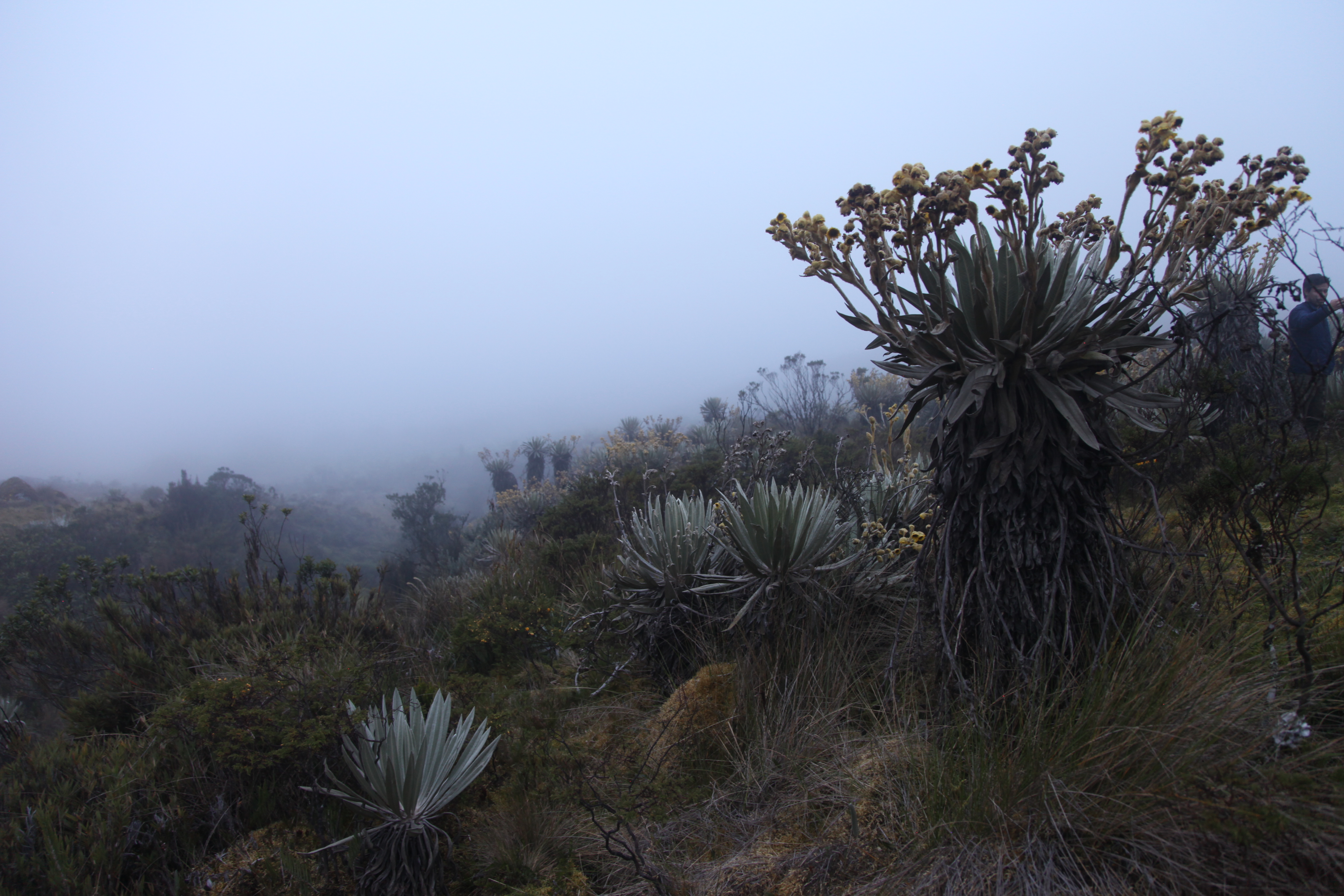 Imagen de apoyo de  Orígenes