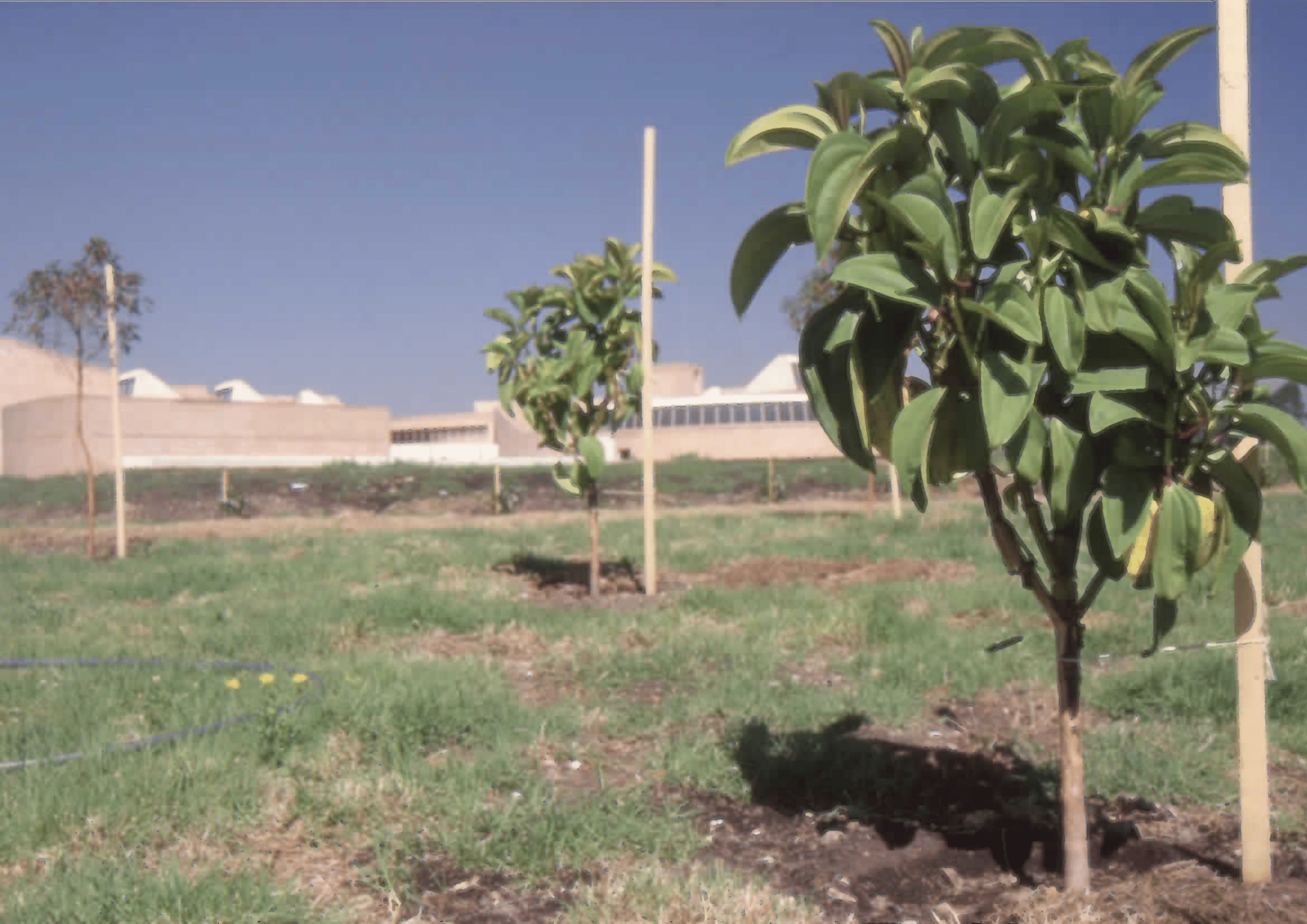 Imagen de apoyo de  Arbustos en el área exterior de la Biblioteca Pública Virgilio Barco
