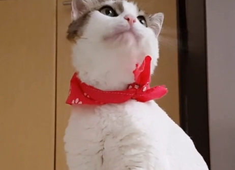 Imagen de apoyo de  Video reto: meditación con gatos